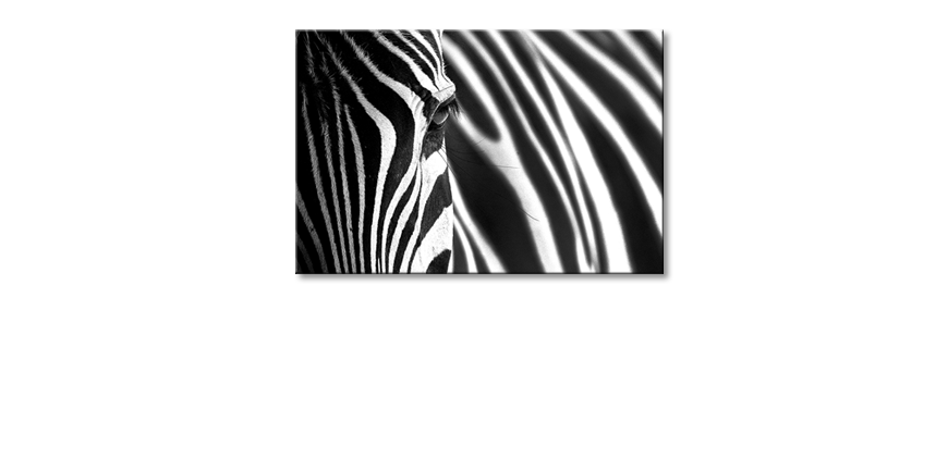 Animal-Stripes-quadro