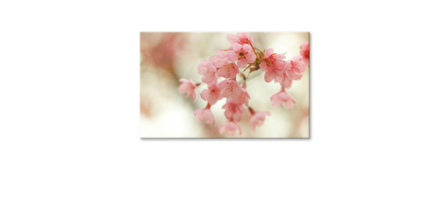 Arredamento-moderno-Cherry-Blossoms-80x50-cm