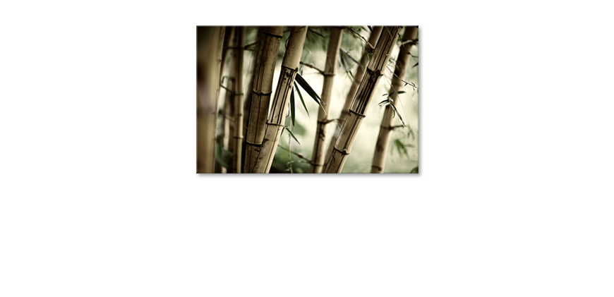 Bamboo-Forest-tela