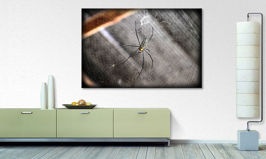 Beautiful Spider quadro moderna