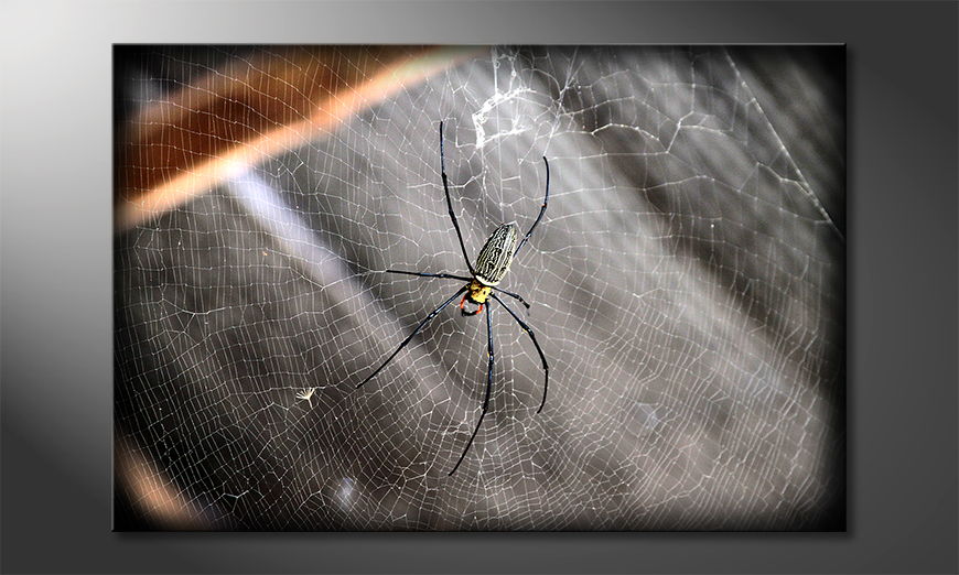 Beautiful Spider quadro moderna
