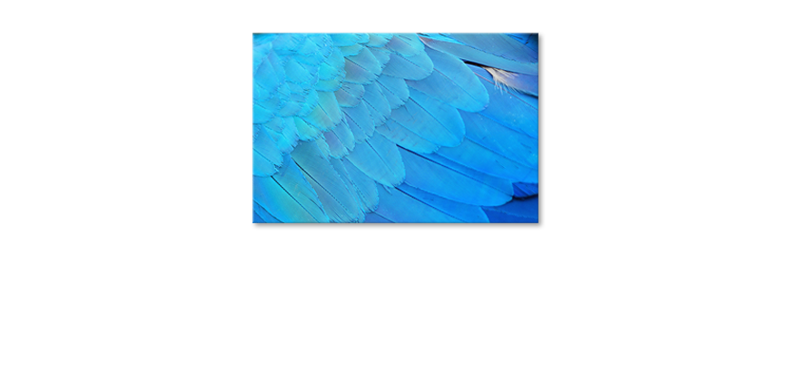 Bird-Feathers-quadro