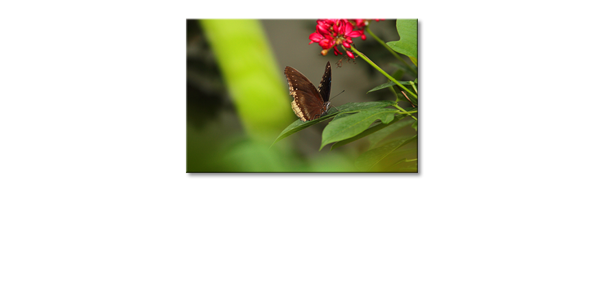 Brown-Butterfly-quadro-moderna