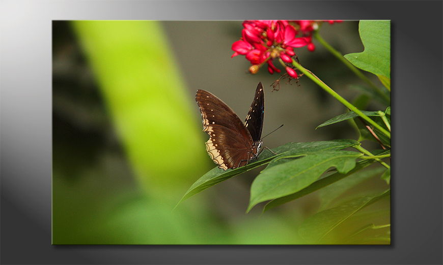 Brown Butterfly quadro moderna