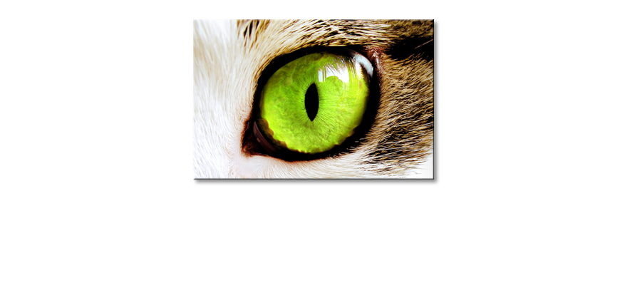Cats-Eye-quadro