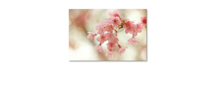 Cherry-Blossoms-quadro