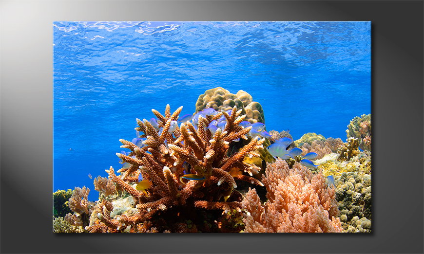 Corals-Reef-quadro