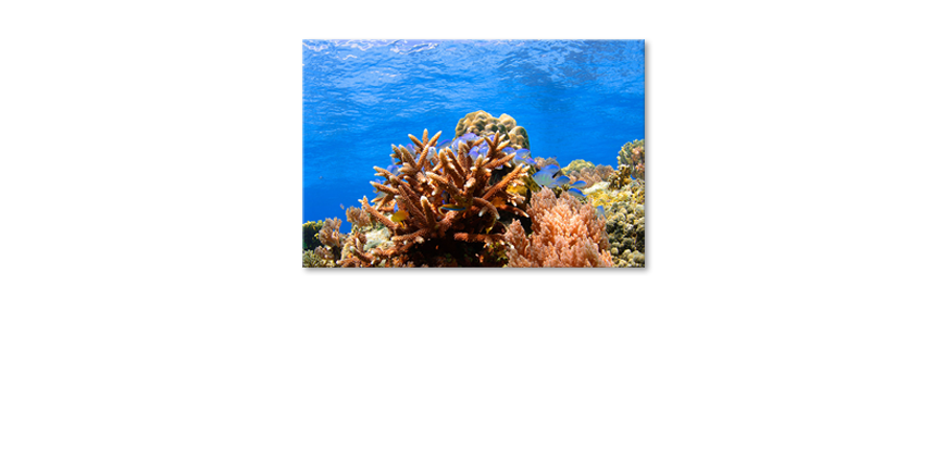 Corals-Reef-quadro