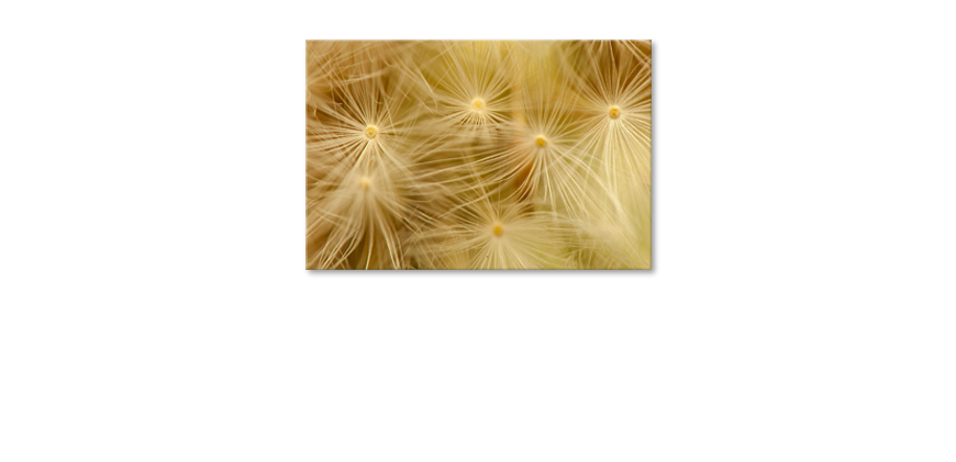 Dandelion-Closeup-tela