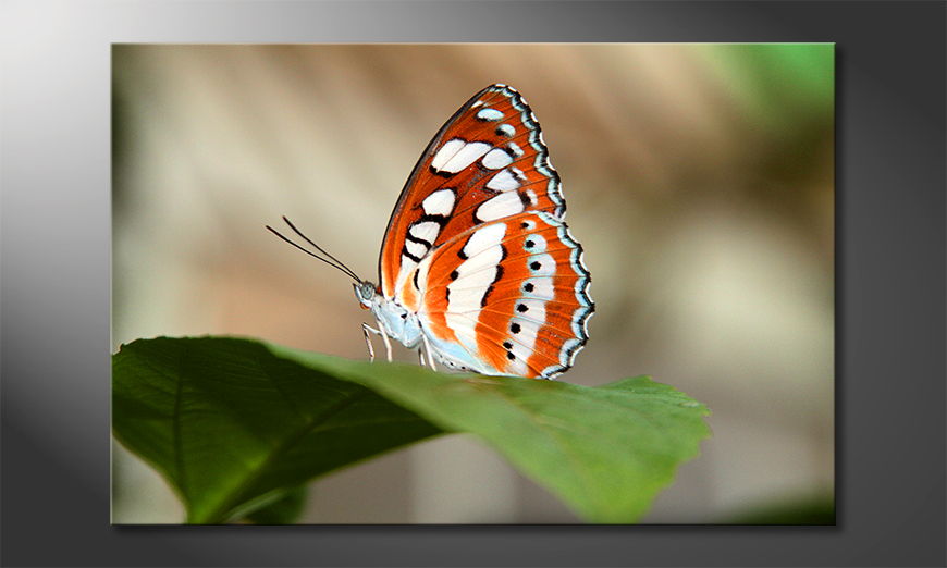 Orange-Butterfly-quadro