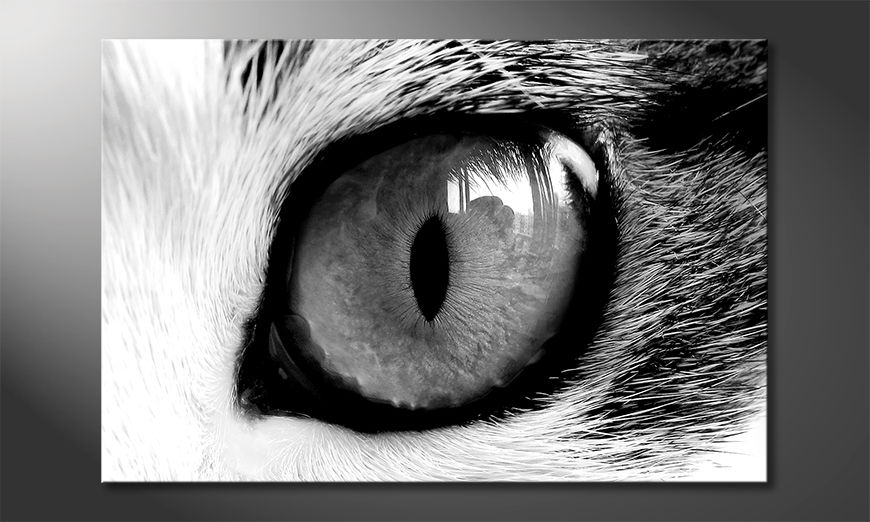 Quadro-Cats-Eye