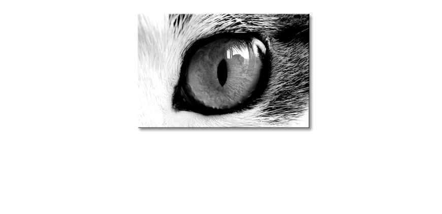 Quadro-Cats-Eye