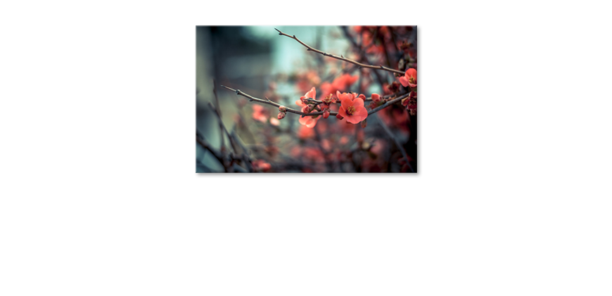 Red-Blossoms-quadro