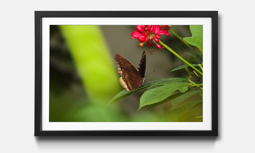 Il quadro con cornice Brown Butterfly