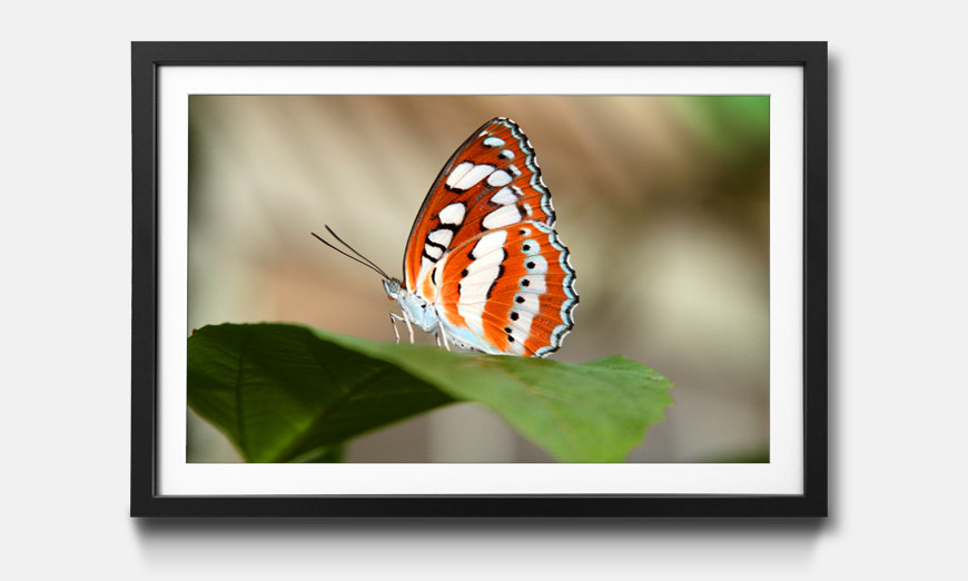 Il quadro con cornice Orange Butterfly