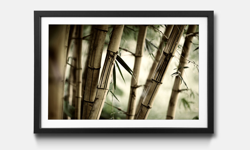 La stampa con cornice Bamboo Forest