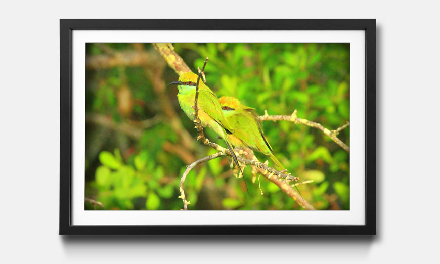 Limmagine incorniciata Green Birds