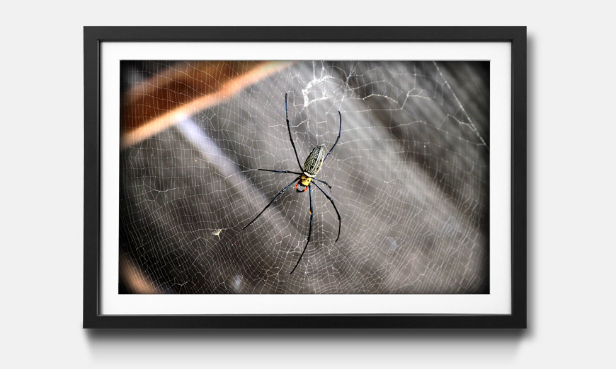 Stampa artistica incorniciata Beauty Of Spider