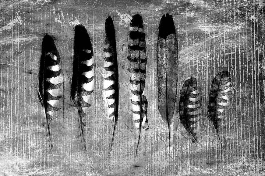 Carta da parati con foto Monochrome Feathers