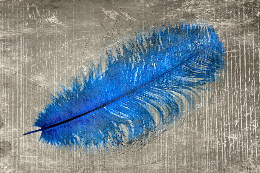 La carta da parati con foto Feather In Blue